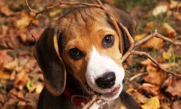 棉花面紗犬哪里有賣