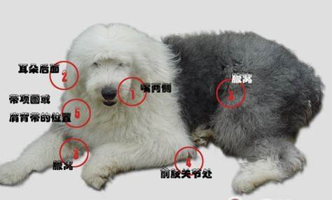 狗狗撕扯狗窩的原因及處理方法