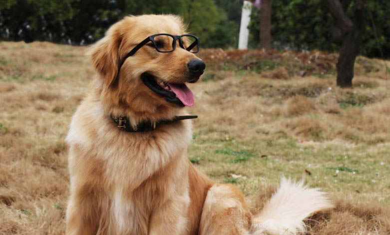 狗狗口臭怎么處理