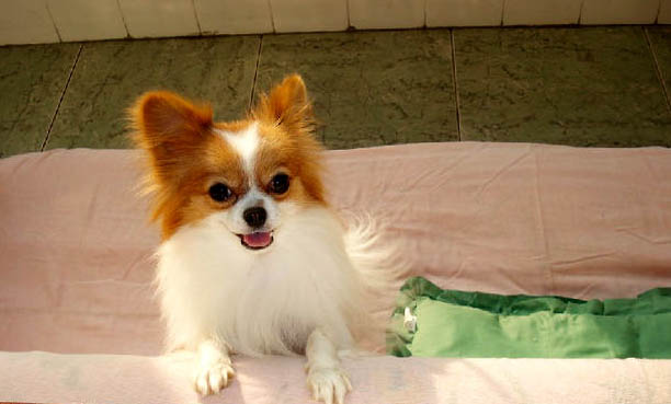 蝴蝶犬和邊牧的區別