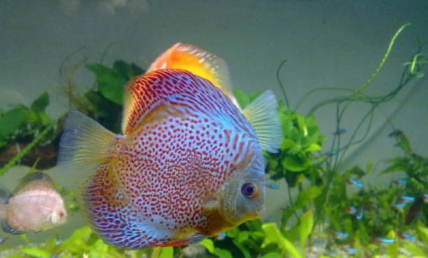 喂七彩神仙魚什么食物