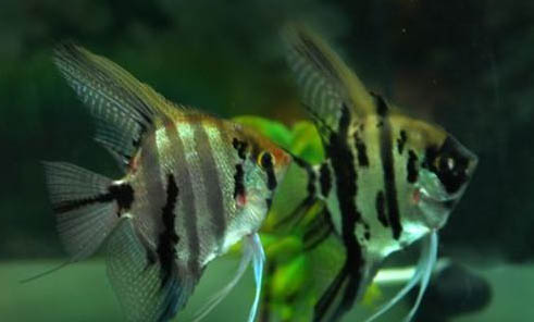 七彩神仙魚可以和什么魚一起混養