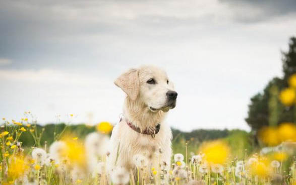 純種金毛犬大概多少錢一只