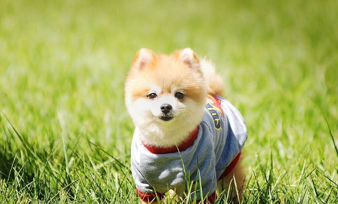 狗狗抽搐癥狀如何辨別犬瘟熱