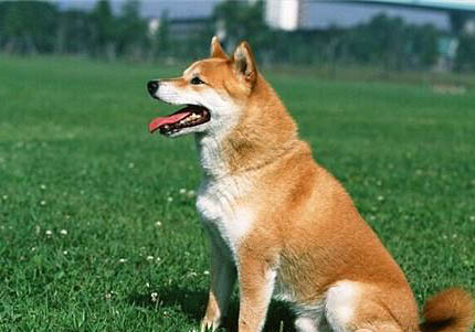 白色柴犬為什么便宜