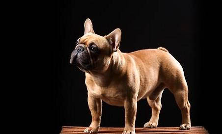 斗牛犬掉毛嗎
