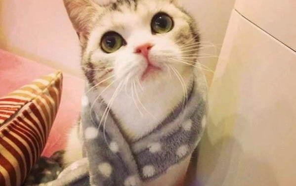 小貓咪能喝羊奶嗎