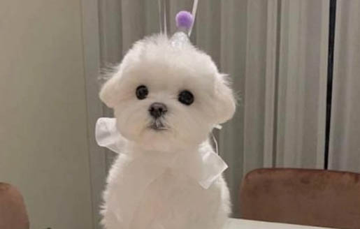 狗切除股骨頭還能走嗎