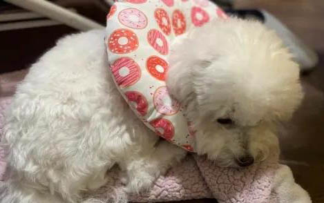 狗狗懷孕多久生崽