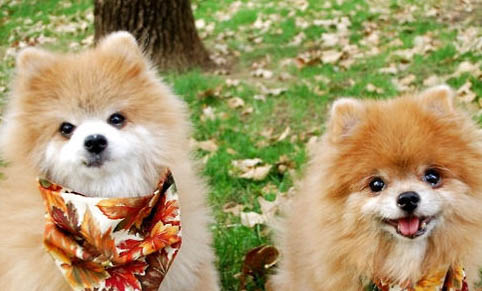 怎么防止狗狗得細小和犬瘟