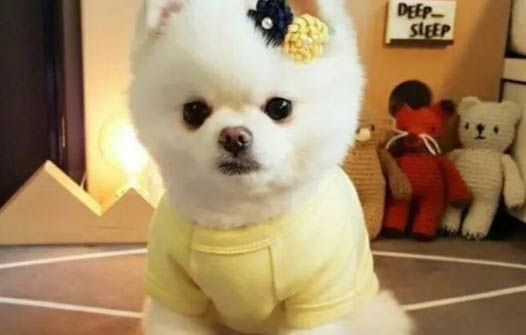小狗吃多了撐死前癥狀?