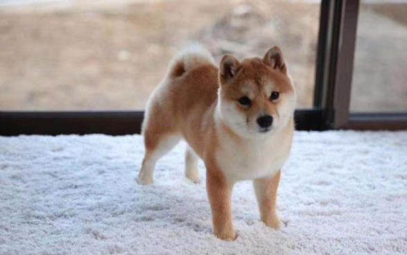 狗狗夏天需要剃毛嗎