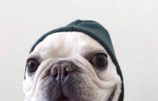 法國斗牛犬多大可以斷奶