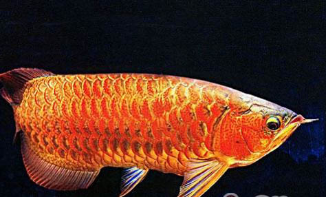 如何繁殖龍魚