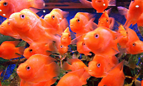 養殖海水觀賞魚要準備哪些東西