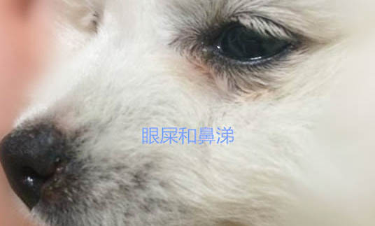 狗能吃阿莫西林消炎嗎