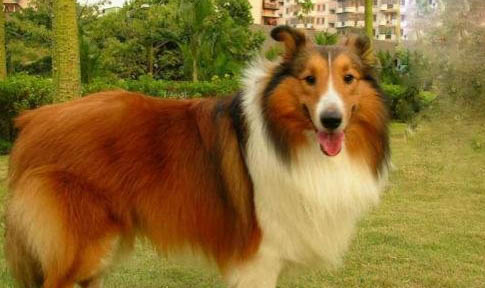 比利牛斯牧羊犬多動(dòng)癥
