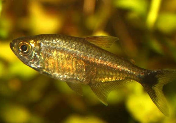 紅箭魚多久喂食一次?